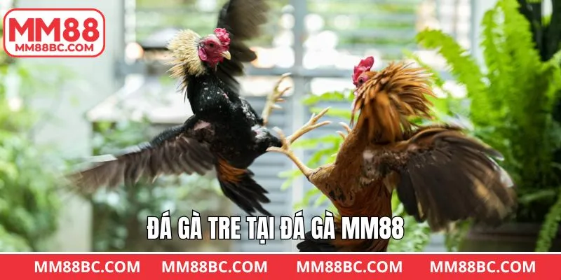 Hình thức chọi gà tre hấp dẫn tại sảnh đá gà MM88